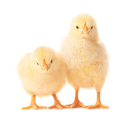 Fototapeta premium Cute funny chicks on white background