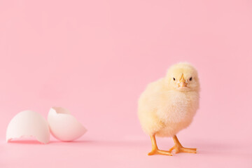 Cute hatched chick on color background