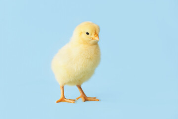 Cute little chick on color background