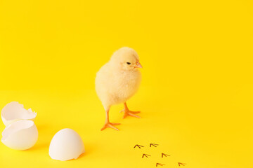 Cute hatched chick on color background