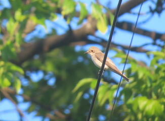 Spotted flycatcher (Muscicapa striata) standing on a wire and posing with a tree in the background.
