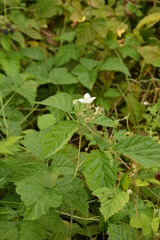 Blackberry blossoms and buds blooming. Blackberry white flower blossom plant branch in summer.