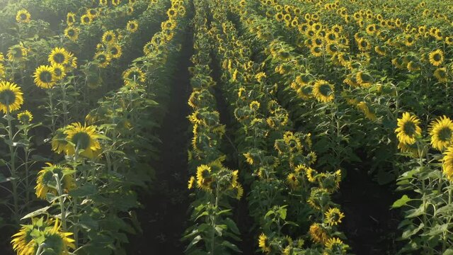 Early morning backlit on yellow sunflower heads 4K aerial video