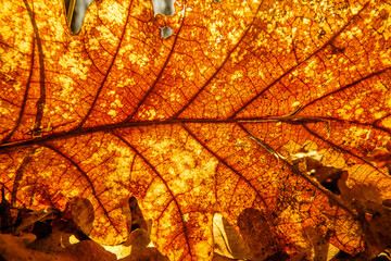 Bright orange dry oak leaf close-up in autumn forest
