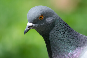 Pigeon head close up in sunlight on a blurry green background

