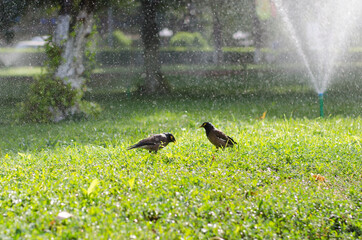 Two Afghan starlings walk on green grass in the sunlight and bathe in the spray of a fountain
