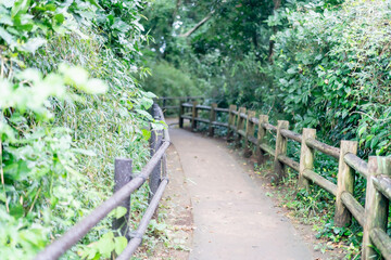 Obraz premium 猿島の自然