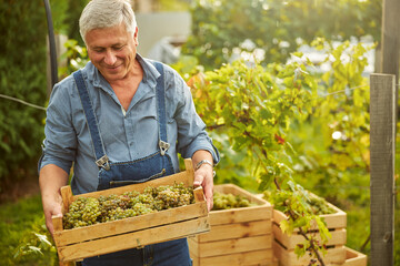 Cheerful senior citizen looking at a box of fresh grapes