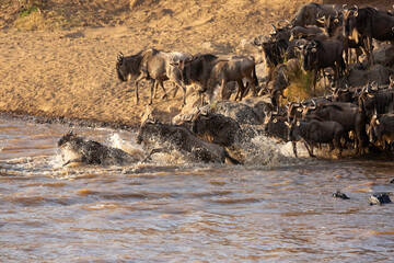 The wildebeest are also called as Gnu, these are even-hooved (ungulate) mammal