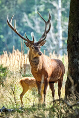 Rotwild ( Cervus elaphus ).