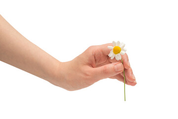 Bouquet of daisies isolated on white.