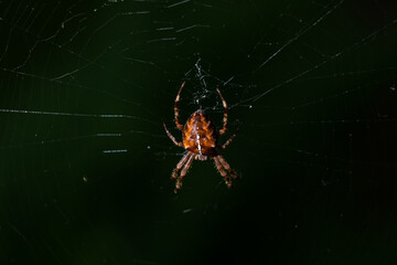 Night picture of hunting garden spider on the net