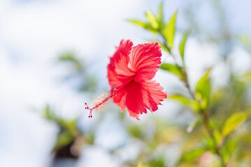 沖縄のハイビスカス