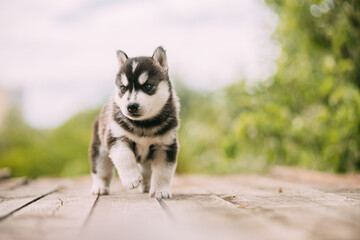 Four-week-old Husky Puppy Of White-gray-black Color Walking On Wooden Ground
