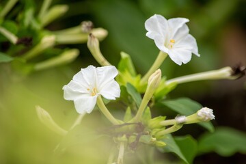 Fototapeta na wymiar 陽が落ちるころ、甘い香りを放ちながら花びらを開くオシロイバナ