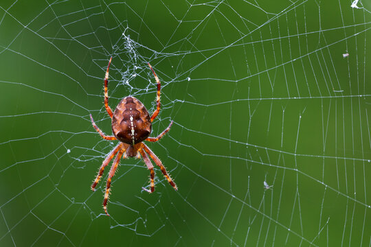 hunting garden spider on the net
