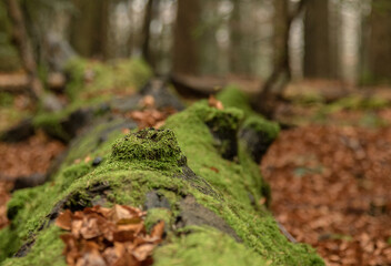Fototapeta premium Green moss covered logs lying on the ground in the autumn forest among the colorful tree leaves