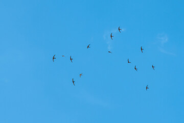 black swallow flight