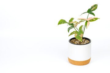 Syngonium podophyllum Pink Variegated, Plant in a water bottle, indoor houseplant