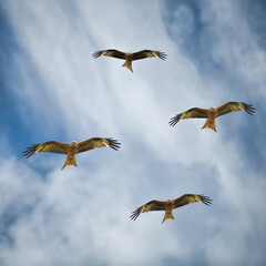 milan royal in flight