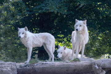 Fototapeta premium pack of white wolves