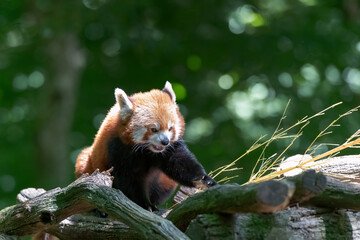 little red panda on a branch