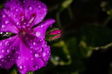 Water drops on flakes of geranium