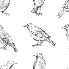 Common starling. Vector pattern.