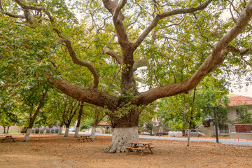 An old and huge plane tree with extreme big branches in a middle of a park with picnic tables in a small village. Begin of autumn and leaves are falling.