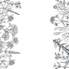 Vector background with medicinal herbs.