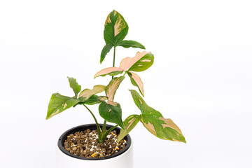 Syngonium podophyllum Pink Variegated, Plant in a water bottle, indoor houseplant