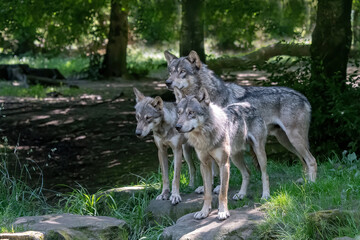 gray wolf pack