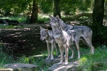 Deurstickers gray wolf pack © NJ