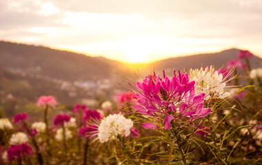 Obraz premium Beautiful mountain landscape with sunrise and blossoming purple and white flowers on spring field.