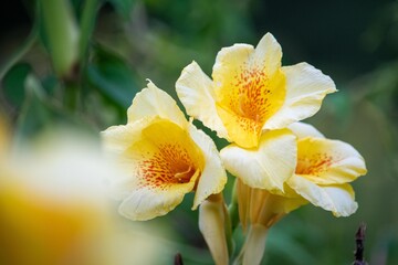 残暑が厳しい季節でもヒラヒラと花びらを風にそよがせて咲くカンナ