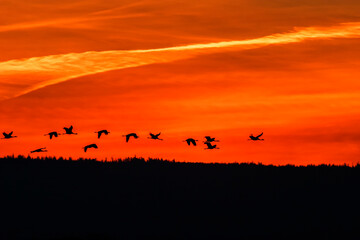 Beautiful sunset with flying Cranes over the forest