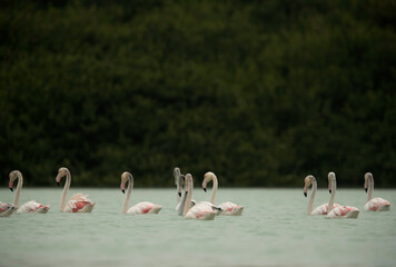 Flamingos are beautiful and gregarious wading birds