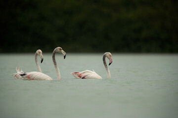 Flamingos are beautiful and gregarious wading birds
