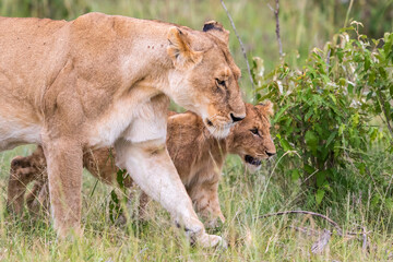 Lion cub with his mother in the grass