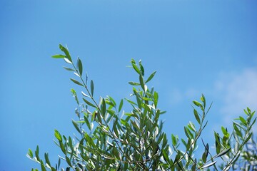 .......青空を背景にしたオリーブの葉