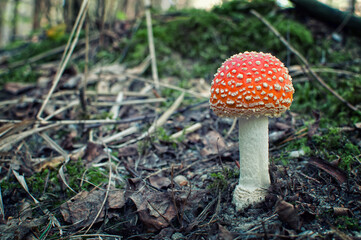 Fliegenpilz mushroom