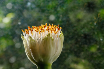 Flowerhead of Haemanthus albiflos against the background of a dirty window