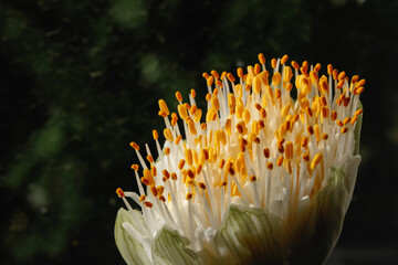 Flowerhead of Haemanthus albiflos against the background of a dirty window