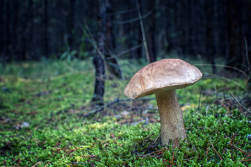 Birkenpilz mushroom