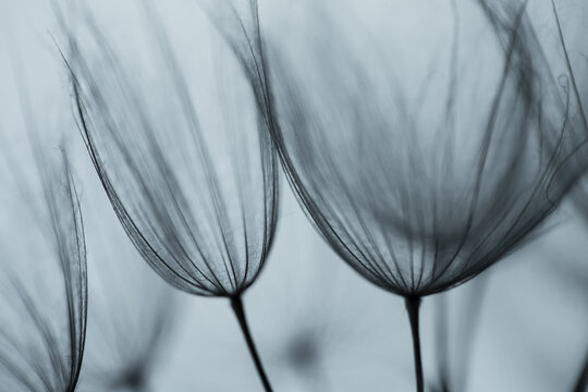 Abstract macro photo of dandelion seeds. Shallow focus. Old style. Vintage foto