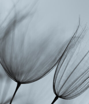 Abstract macro photo of dandelion seeds. Shallow focus. Old style. Vintage foto