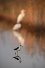 The black-winged stilt also called as common stilt is a widely distributed very long-legged wader