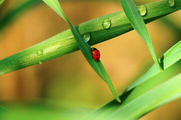 Obraz premium Ladybug runs on a leaf in dew drops close-up and a blurred background. Beautiful summer nature