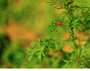 red beetle firefighter close-up on green foliage. beautiful summer nature