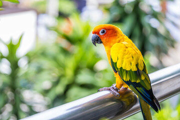 Colorful yellow parrot, Sun Conure (Aratinga solstitialis).